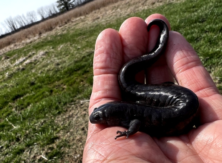 Smallmouth Salamander